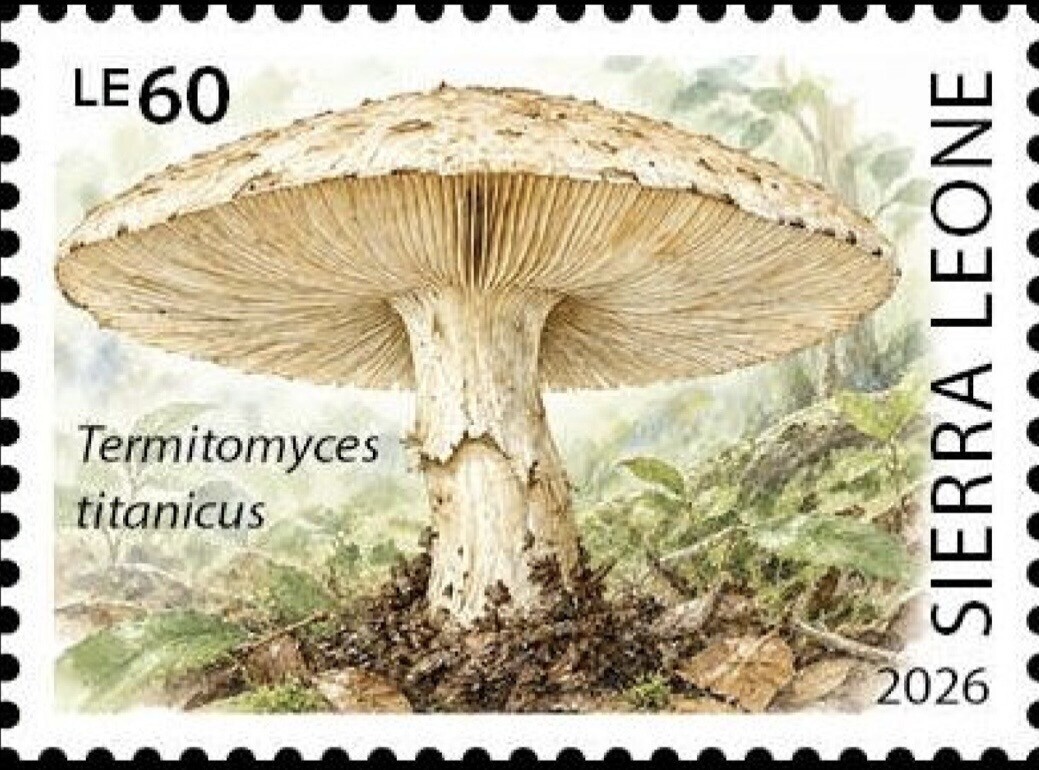 https://s3.radikal.cloud/2026/10/11/0eeea8087f52dd766d63.jpeg